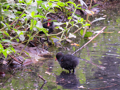 Galinha-d'água (Gallinula galeata), chicks The mother was around and feeding them. Birds,Brazil,Brazilian Birds,Common gallinule,Gallinula galeata,Geotagged,Gruiformes,Santa Catarina,Spring