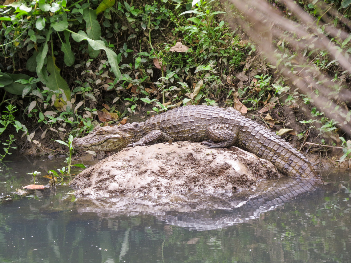 Jacaré-de-papo-amarelo (Caiman latirostris)  Brazil,Brazilian Crocodiles,Broad-snouted Caiman,Caiman latirostris,Crocodilia,Geotagged,Santa Catarina,Spring
