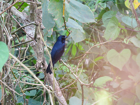 Tië-preto (Tachyphonus coronatus)  Birds,Brazil,Brazilian Birds,Geotagged,Passeriformes,Ruby-crowned tanager,Santa Catarina,Spring,Tachyphonus coronatus
