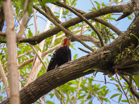 Pica-pau-de-cabeça-amarela (Celeus flavescens), male  Birds,Brazil,Brazilian Birds,Celeus flavescens,Geotagged,Ochre-backed woodpecker,Santa Catarina,Spring,piciformes