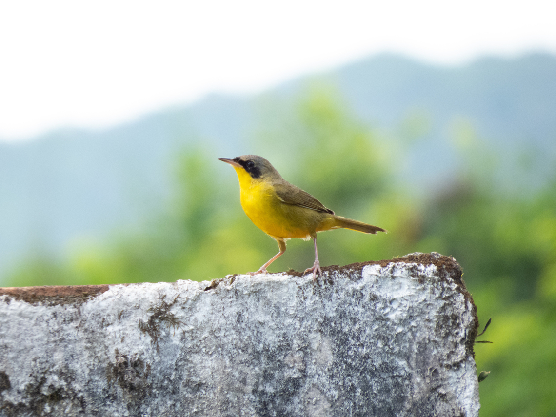Pia-cobra-do-sul (Geothlypis aequinoctialis), male  Birds,Brazil,Brazilian Birds,Geotagged,Geothlypis aequinoctialis,Masked yellowthroat,Passeriformes,Santa Catarina,Spring