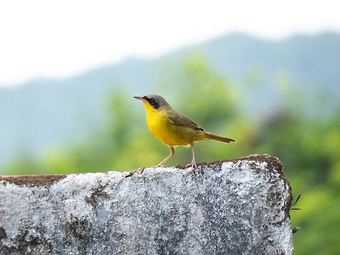 Pia-cobra-do-sul (Geothlypis aequinoctialis), male  Birds,Brazil,Brazilian Birds,Geotagged,Geothlypis aequinoctialis,Masked yellowthroat,Passeriformes,Santa Catarina,Spring