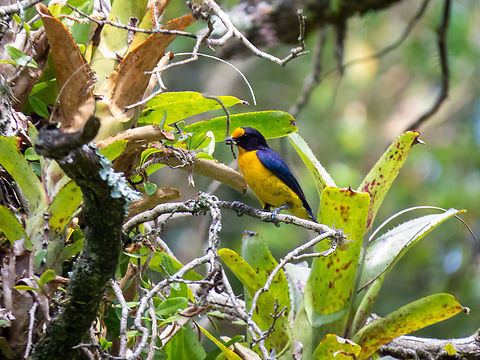 Gaturamo-verdadeiro (Euphonia violacea), male Female was nearby. Looks like it is collecting nesting material. Birds,Brazil,Brazilian Birds,Euphonia violacea,Geotagged,Passeriformes,Santa Catarina,Spring,Violaceous euphonia