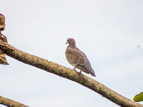 Pomba-asa-branca (Patagioenas picazuro)  Birds,Brazil,Brazilian Birds,Columbidae,Geotagged,Patagioenas picazuro,Picazuro pigeon,Santa Catarina,Spring