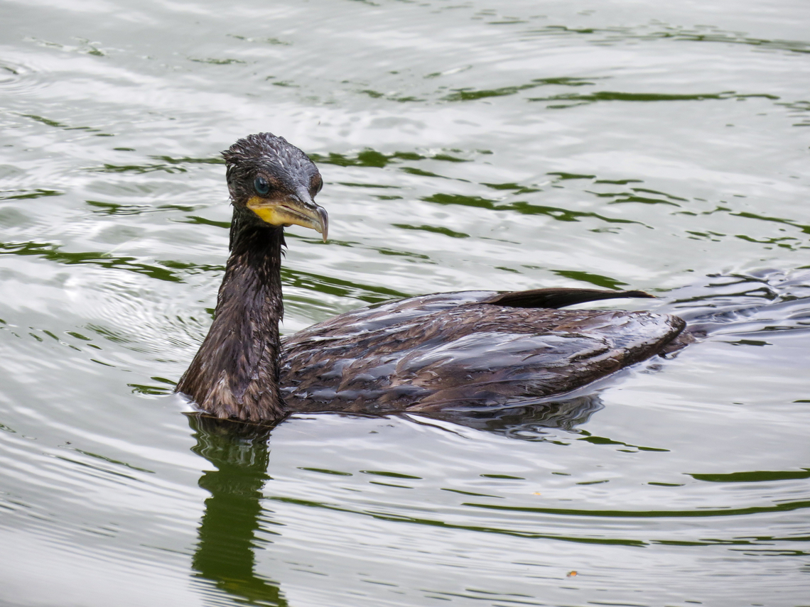 Bigu&aacute; (Nannopterum brasilianum)  Birds,Brazil,Brazilian Birds,Geotagged,Nannopterum brasilianum,Neotropic cormorant,Phalacrocorax brasilianus,Santa Catarina,Spring,Suliformes