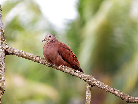 Rolinha-roxa (Columbina talpacoti), male  Birds,Brazil,Brazilian Birds,Columbidae,Columbina talpacoti,Geotagged,Ruddy ground dove,Santa Catarina,Spring