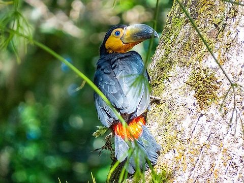 Tucano-de-bico-preto (Ramphastos vitellinus), Fledgling This is one of two fledglings found in the campus of UFSC (Universidade Federal de Santa Catarina). The parents were nearby watching their two babies fly off the nest for the first time.
I was keeping my distance as always. Birds,Brazil,Brazilian Birds,Channel-billed Toucan,Geotagged,Ramphastos vitellinus,Santa Catarina,Spring,fledgling,piciformes