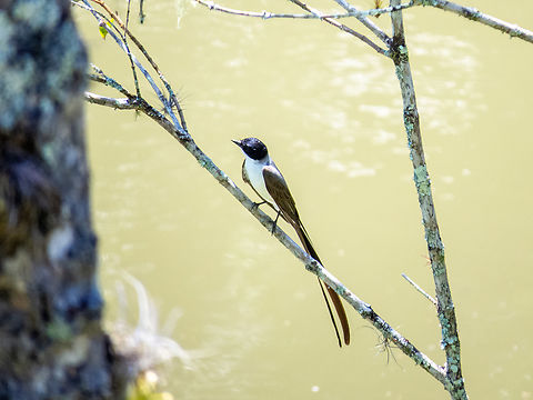 Tesourinha (Tyrannus savana)  Birds,Brazil,Brazilian Birds,Fork-tailed flycatcher,Geotagged,Passeriformes,Santa Catarina,Summer,Tyrannus savana