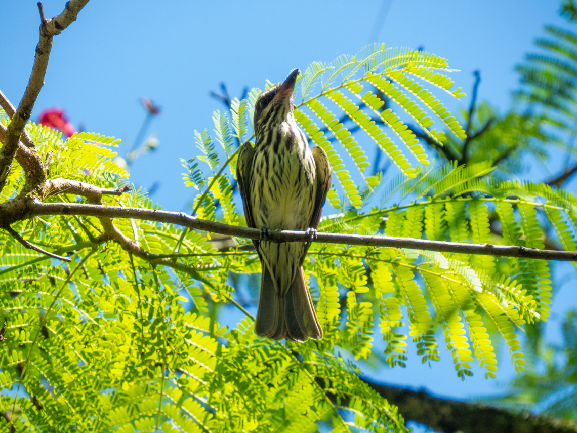Bem-te-vi-rajado (Myiodynastes maculatus)  Birds,Brazil,Brazilian Birds,Geotagged,Myiodynastes maculatus,Passeriformes,Santa Catarina,Streaked flycatcher,Summer