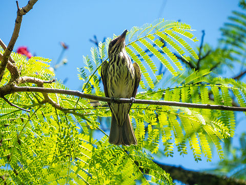 Bem-te-vi-rajado (Myiodynastes maculatus)  Birds,Brazil,Brazilian Birds,Geotagged,Myiodynastes maculatus,Passeriformes,Santa Catarina,Streaked flycatcher,Summer