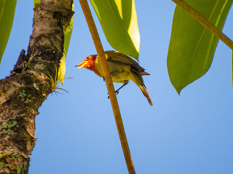 Saíra-ferrugem (Hemithraupis ruficapilla), male  Birds,Brazil,Brazilian Birds,Geotagged,Hemithraupis ruficapilla,Passeriformes,Rufous-headed tanager,Santa Catarina,Summer