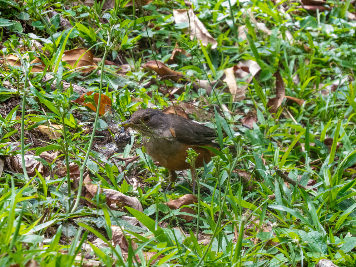 Sabiá-laranjeira (Turdus rufiventris)  Birds,Brazil,Brazilian Birds,Geotagged,Passeriformes,Rufous-bellied Thrush,Santa Catarina,Summer,Turdus rufiventris