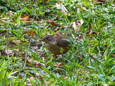 Sabi&aacute;-laranjeira (Turdus rufiventris)  Birds,Brazil,Brazilian Birds,Geotagged,Passeriformes,Rufous-bellied Thrush,Santa Catarina,Summer,Turdus rufiventris