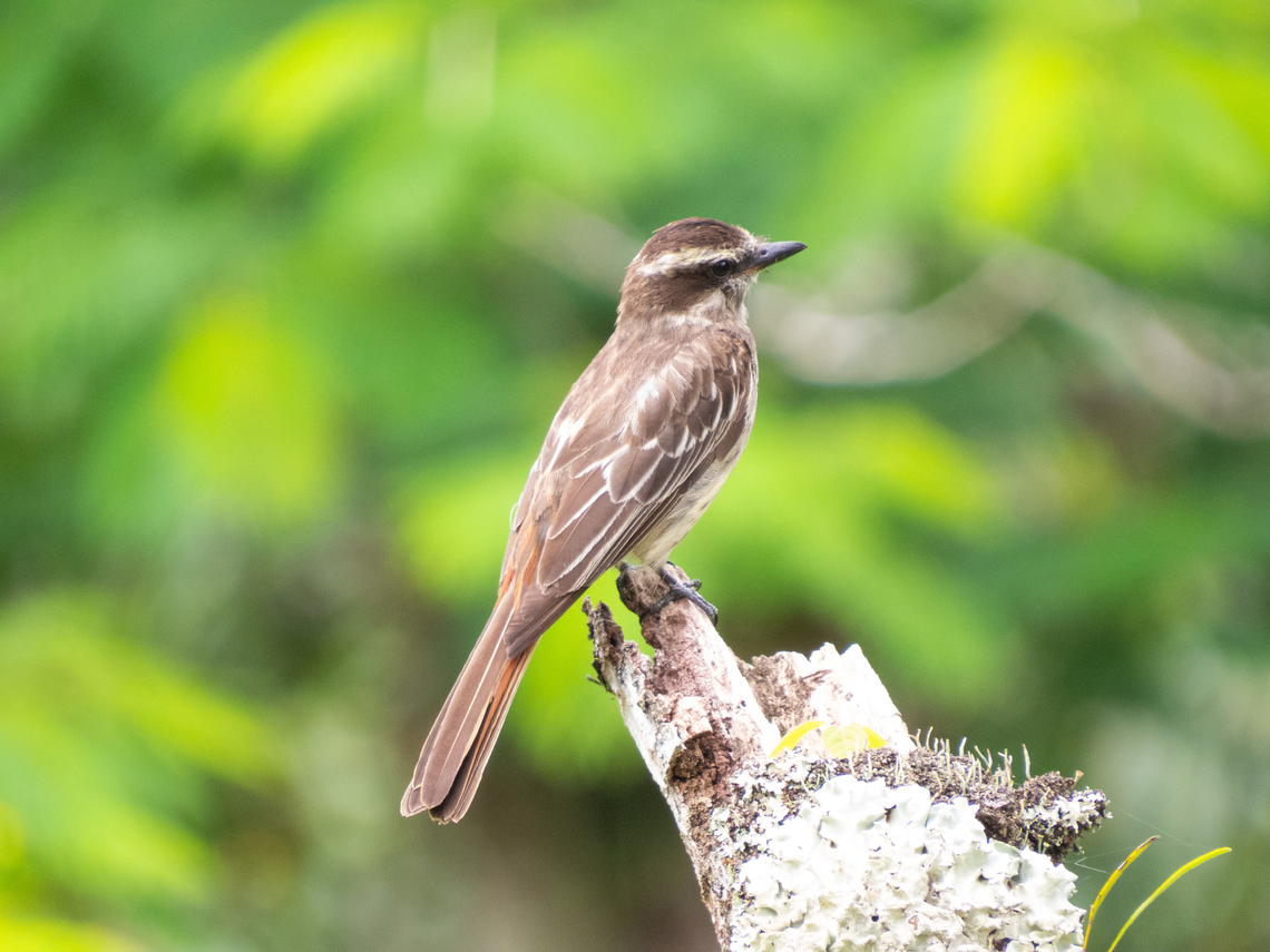 Peitica (Empidonomus varius)  Birds,Brazil,Brazilian Birds,Empidonomus varius,Geotagged,Passeriformes,Santa Catarina,Summer,Variegated flycatcher