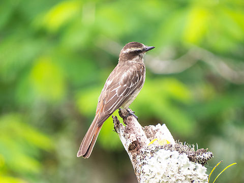 Peitica (Empidonomus varius)  Birds,Brazil,Brazilian Birds,Empidonomus varius,Geotagged,Passeriformes,Santa Catarina,Summer,Variegated flycatcher
