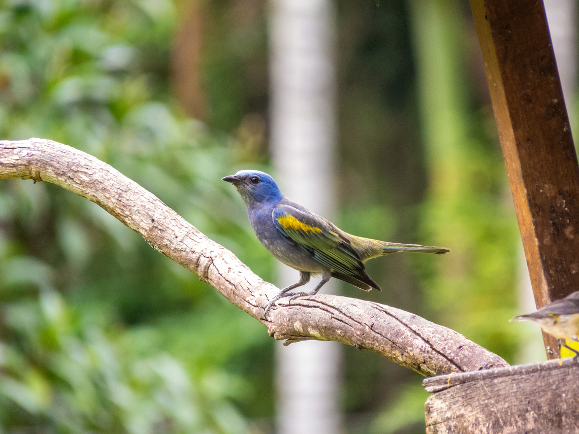 Sanha&ccedil;o-de-encontro-amarelo (Thraupis ornata) You can see just the back of a Coereba flaveola in the corner. Birds,Brazil,Brazilian Birds,Geotagged,Golden-chevroned tanager,Passeriformes,Santa Catarina,Summer,Thraupis ornata