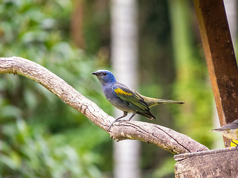 Golden-chevroned tanager