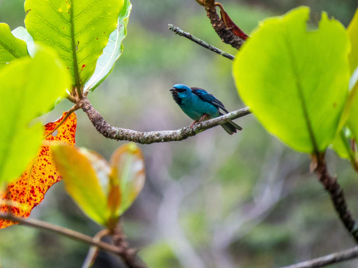 Sa&iacute;-azul (Dacnis cayana), male  Birds,Blue dacnis,Brazil,Brazilian Birds,Dacnis cayana,Geotagged,Passeriformes,Santa Catarina,Summer