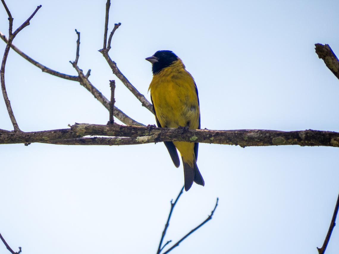 Pintassilgo (Spinus magellanicus), male  Birds,Brazil,Brazilian Birds,Geotagged,Hooded siskin,Passeriformes,Santa Catarina,Spinus magellanicus,Summer
