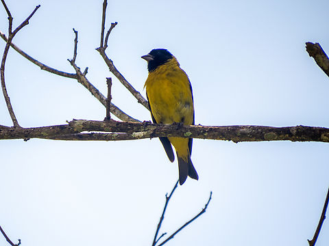 Pintassilgo (Spinus magellanicus), male  Birds,Brazil,Brazilian Birds,Geotagged,Hooded siskin,Passeriformes,Santa Catarina,Spinus magellanicus,Summer
