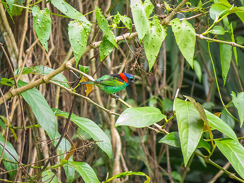 Saíra-militar (Tangara cyanocephala), male  Birds,Brazil,Brazilian Birds,Geotagged,Passeriformes,Red-necked tanager,Santa Catarina,Summer,Tangara cyanocephala
