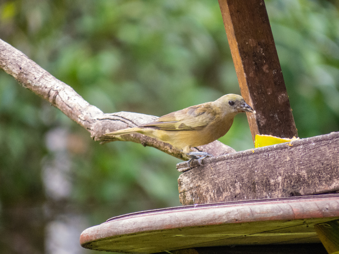 Sanha&ccedil;o-do-coqueiro (Thraupis palmarum)  Birds,Brazil,Brazilian Birds,Geotagged,Palm Tanager,Passeriformes,Santa Catarina,Summer,Thraupis palmarum
