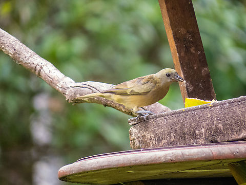 Sanhaço-do-coqueiro (Thraupis palmarum)  Birds,Brazil,Brazilian Birds,Geotagged,Palm Tanager,Passeriformes,Santa Catarina,Summer,Thraupis palmarum