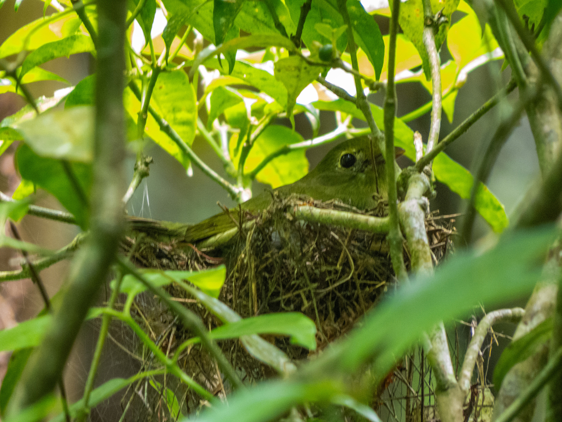 Tangará (Chiroxiphia caudata), female This is the female. She and her partner are known by the biologist in the park. This may be her third time trying to nest.<br />
I was keeping my distance, as always. Birds,Blue manakin,Brazil,Brazilian Birds,Chiroxiphia caudata,Geotagged,Passeriformes,Santa Catarina,Summer