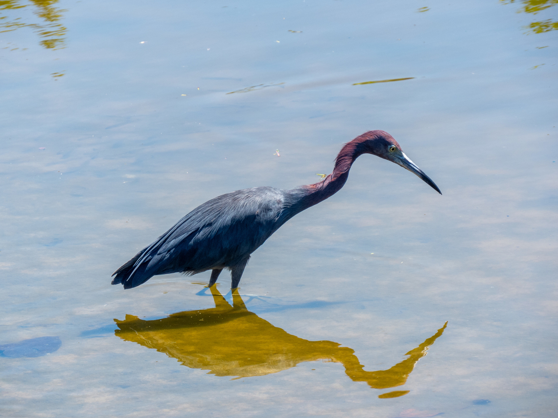 Gar&ccedil;a-azul (Egretta caerulea)  Birds,Brazil,Brazilian Birds,Egretta caerulea,Geotagged,Little blue heron,Pelecaniformes,Santa Catarina,Summer