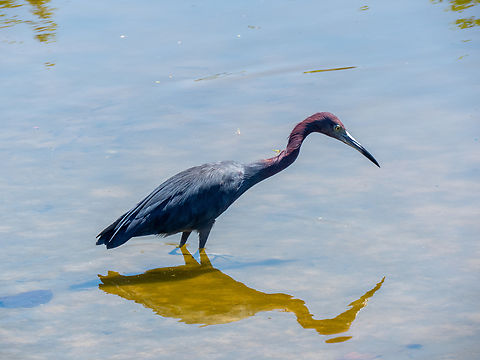 Gar&ccedil;a-azul (Egretta caerulea)  Birds,Brazil,Brazilian Birds,Egretta caerulea,Geotagged,Little blue heron,Pelecaniformes,Santa Catarina,Summer