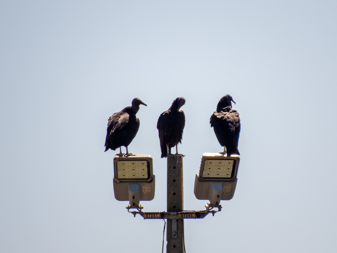 Urubu-preto (Coragyps atratus) A committee. Birds,Black vulture,Brazil,Brazilian Birds,Cathartiformes,Coragyps atratus,Geotagged,Santa Catarina,Summer