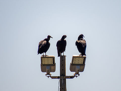 Urubu-preto (Coragyps atratus) A committee. Birds,Black vulture,Brazil,Brazilian Birds,Cathartiformes,Coragyps atratus,Geotagged,Santa Catarina,Summer