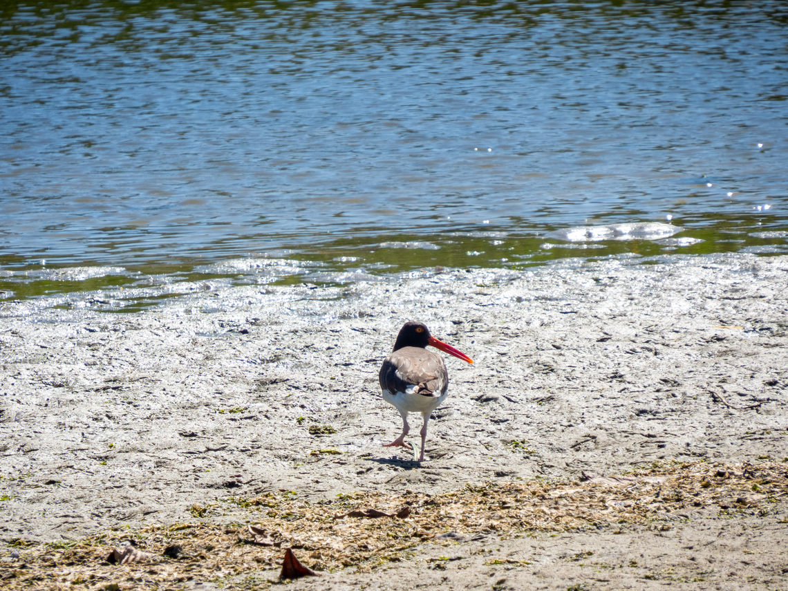 Piru-piru (Haematopus palliatus)  American Oystercatcher,Birds,Brazil,Brazilian Birds,Charadriiformes,Geotagged,Haematopus palliatus,Santa Catarina,Summer
