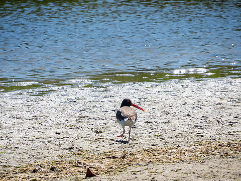 Piru-piru (Haematopus palliatus)  American Oystercatcher,Birds,Brazil,Brazilian Birds,Charadriiformes,Geotagged,Haematopus palliatus,Santa Catarina,Summer