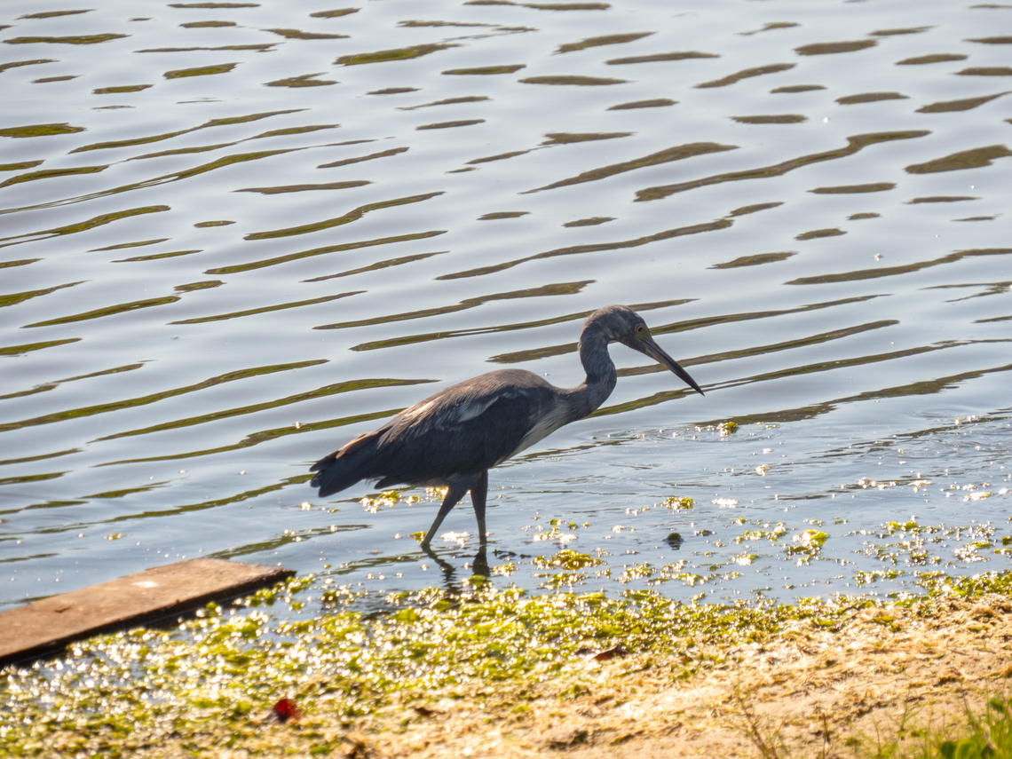 Gar&ccedil;a-azul (Egretta caerulea), juvenile  Birds,Brazil,Brazilian Birds,Egretta caerulea,Geotagged,Little blue heron,Pelecaniformes,Santa Catarina,Summer