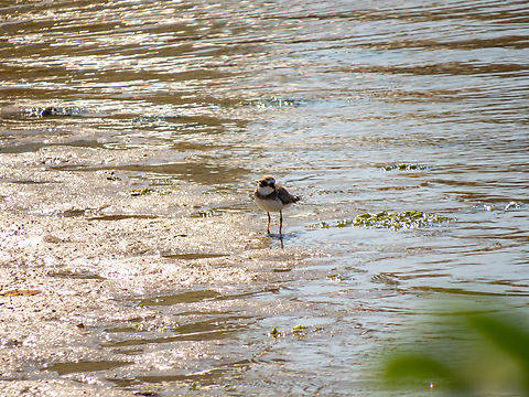 Batuíra-de-bando (Charadrius semipalmatus) It's portuguese name means flock plover. Funny enough, none of the plovers were close to each other. They were all doing their own thing, far far far away from it's kin. Birds,Brazil,Brazilian Birds,Charadriiformes,Charadrius semipalmatus,Geotagged,Santa Catarina,Semipalmated plover,Summer