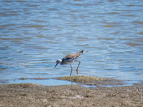 Maçarico-de-perna-amarela (Tringa flavipes)  Birds,Brazil,Brazilian Birds,Charadriiformes,Geotagged,Lesser Yellowlegs,Santa Catarina,Summer,Tringa flavipes