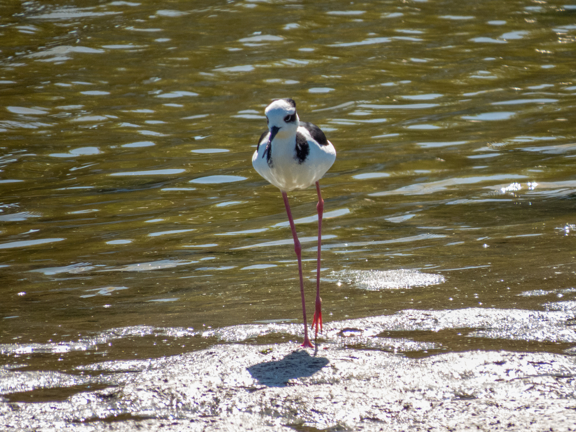 Pernilongo-de-costas-brancas (Himantopus melanurus) When I try to identify the species it keeps changing automatically to Himantopus himantopus when it really is not. The Himantopus melanurus is the only Stilt species present in my region. Birds,Black-necked stilt,Brazil,Brazilian Birds,Charadriiformes,Geotagged,Himantopus melanurus,Himantopus mexicanus,Santa Catarina,Summer