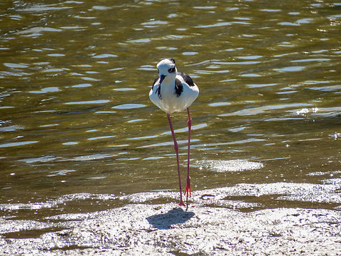 Pernilongo-de-costas-brancas (Himantopus melanurus) When I try to identify the species it keeps changing automatically to Himantopus himantopus when it really is not. The Himantopus melanurus is the only Stilt species present in my region. Birds,Black-necked stilt,Brazil,Brazilian Birds,Charadriiformes,Geotagged,Himantopus melanurus,Himantopus mexicanus,Santa Catarina,Summer