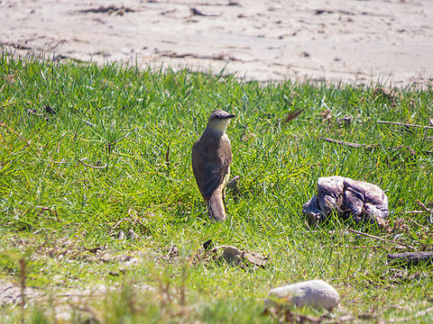 Suiriri-cavaleiro (Machetornis rixosa)  Birds,Brazil,Brazilian Birds,Cattle tyrant,Geotagged,Machetornis rixosa,Passeriformes,Santa Catarina,Summer