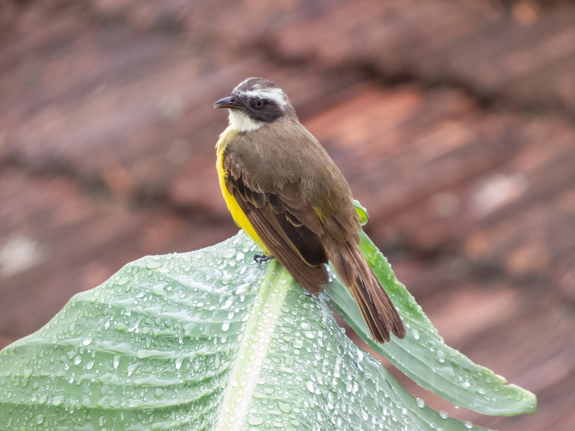 Bentevizinho-de-penacho-vermelho (Myiozetetes similis)  Birds,Brazil,Brazilian Birds,Geotagged,Myiozetetes similis,Passeriformes,Santa Catarina,Social flycatcher,Summer