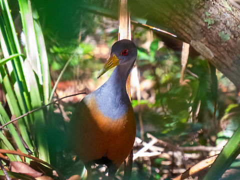 Saracura-tr&ecirc;s-potes (Aramides cajaneus)  Aramides cajaneus,Birds,Brazil,Brazilian Birds,Fall,Geotagged,Grey-cowled wood rail,Gruiformes,Santa Catarina