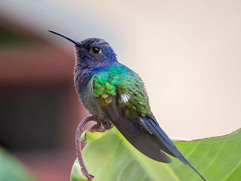 Beija-flor-tesoura (Eupetomena macroura)  Apodiformes,Birds,Brazil,Brazilian Birds,Eupetomena macroura,Fall,Geotagged,Santa Catarina,Swallow-tailed hummingbird
