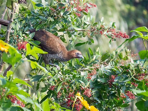 Aracuã-escamoso (Ortalis squamata)  Birds,Brazil,Brazilian Birds,Fall,Galliformes,Geotagged,Ortalis squamata,Santa Catarina,Scaled chachalaca