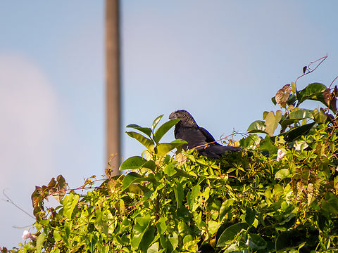 Anu-preto (Crotophaga ani)  Birds,Brazil,Brazilian Birds,Crotophaga ani,Cuculiformes,Fall,Geotagged,Santa Catarina,Smooth-billed Ani