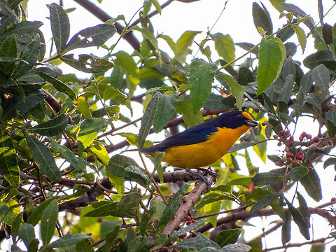 Gaturamo-verdadeiro (Euphonia violacea), male  Birds,Brazil,Brazilian Birds,Euphonia violacea,Fall,Geotagged,Passeriformes,Santa Catarina,Violaceous euphonia