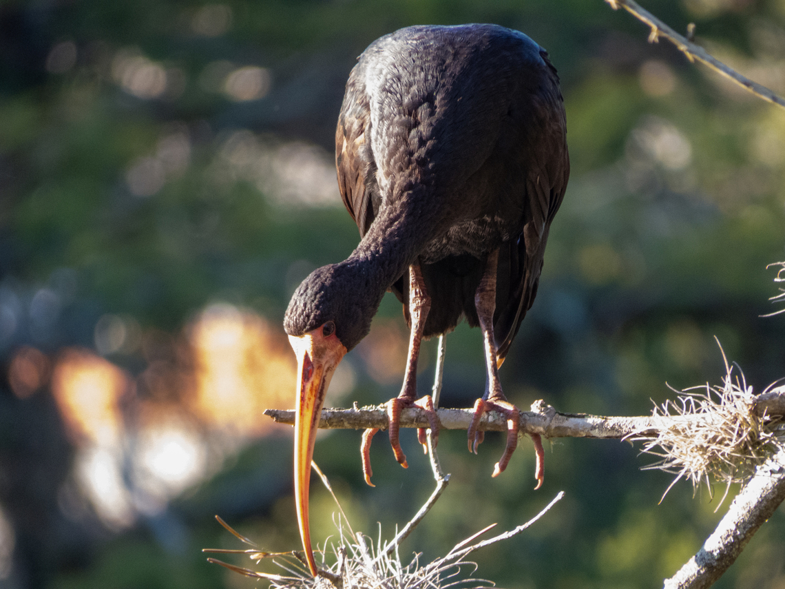 Tapicuru (Phimosus infuscatus)  Bare-faced ibis,Birds,Brazil,Brazilian Birds,Geotagged,Pelecaniformes,Phimosus infuscatus,Santa Catarina,Winter