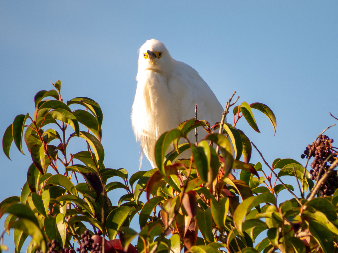 Gar&ccedil;a-branca-pequena (Egretta thula)  Birds,Brazil,Brazilian Birds,Egretta thula,Geotagged,Pelecaniformes,Santa Catarina,Snowy Egret,Winter