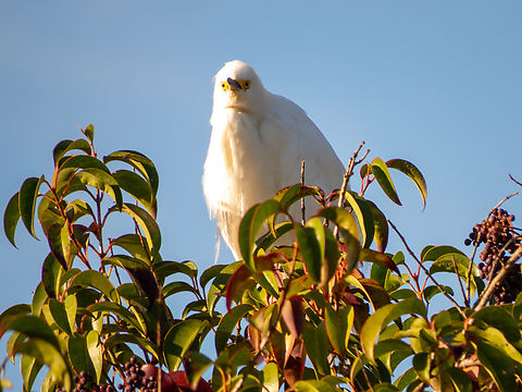 Garça-branca-pequena (Egretta thula)  Birds,Brazil,Brazilian Birds,Egretta thula,Geotagged,Pelecaniformes,Santa Catarina,Snowy Egret,Winter