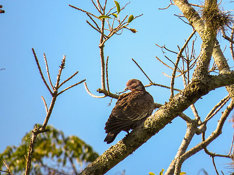 Pomba-asa-branca (Patagioenas picazuro)  Birds,Brazil,Brazilian Birds,Columbiformes,Geotagged,Patagioenas picazuro,Picazuro pigeon,Santa Catarina,Winter